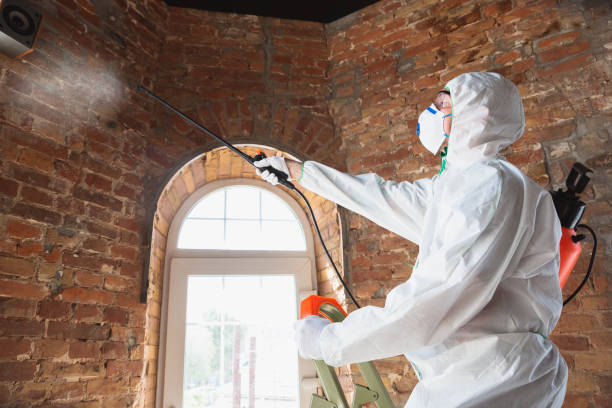 Best Mold Remediation for Vacation Homes  in USA